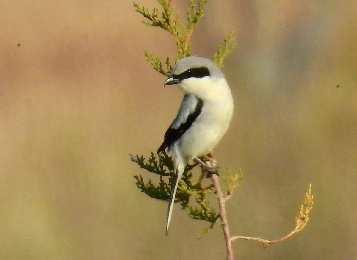 Pie-grièche migratrice - ML27435311