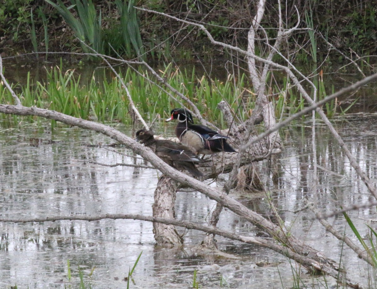 Wood Duck - ML27435441