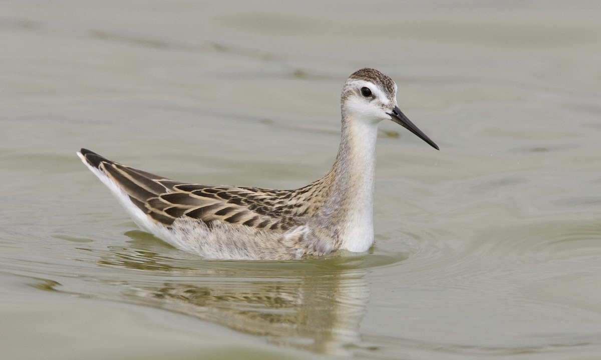 Wilson's Phalarope - ML27435491