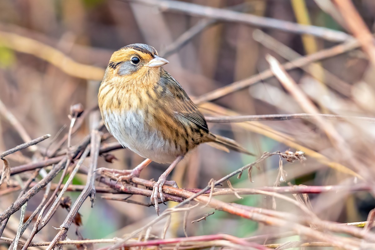 Nelson's Sparrow - ML274357181