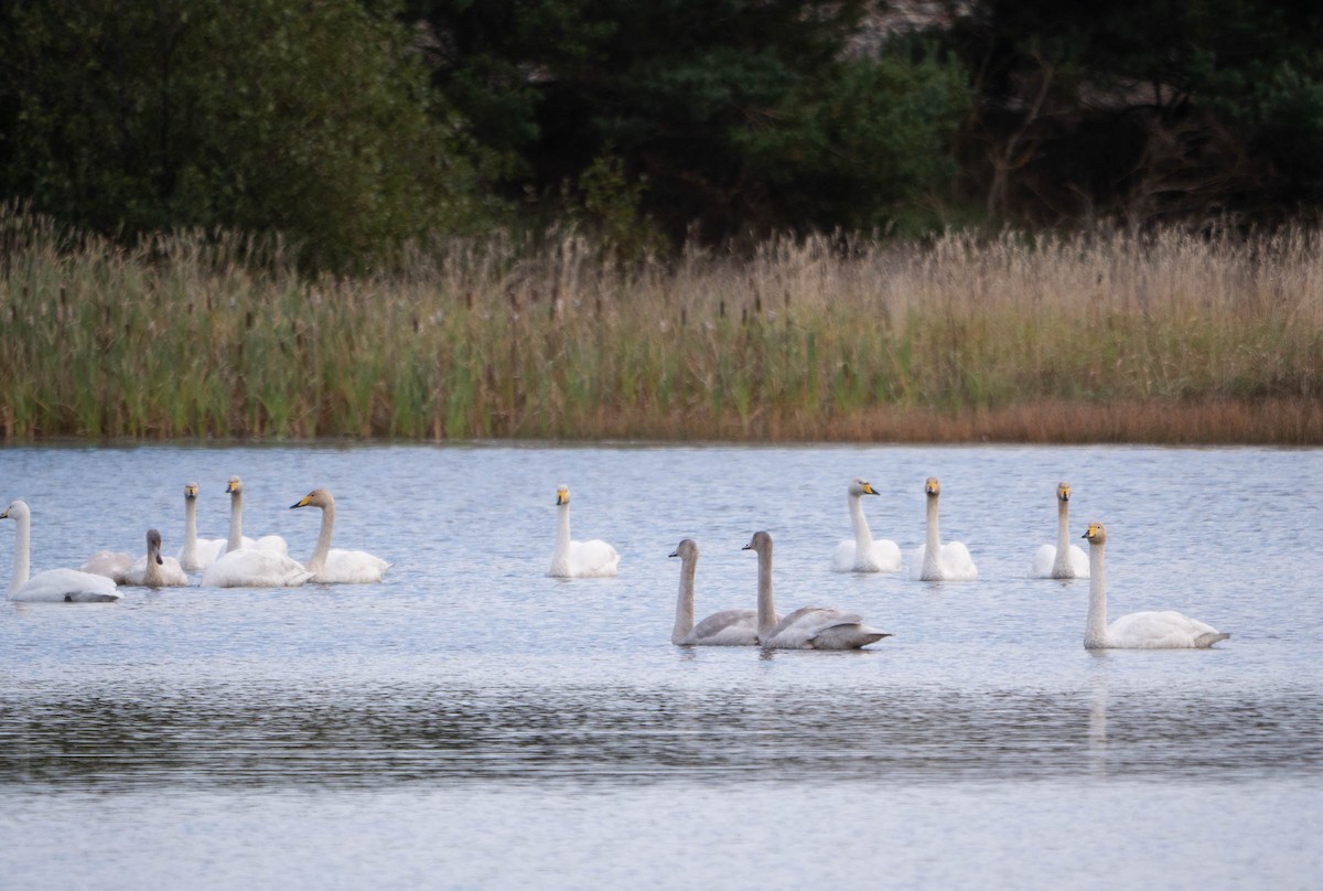 Whooper Swan - Colin Leslie