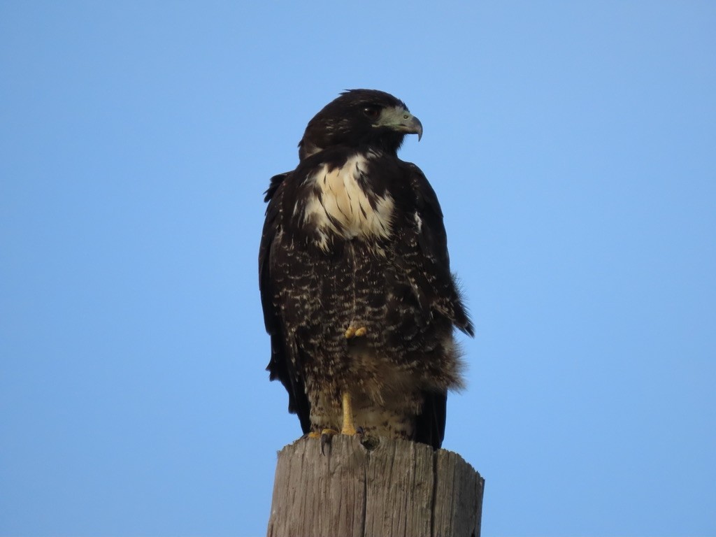 Red-tailed Hawk - ML274362241