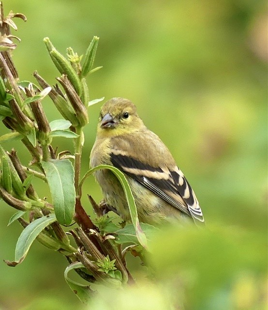 American Goldfinch - Russell Taylor