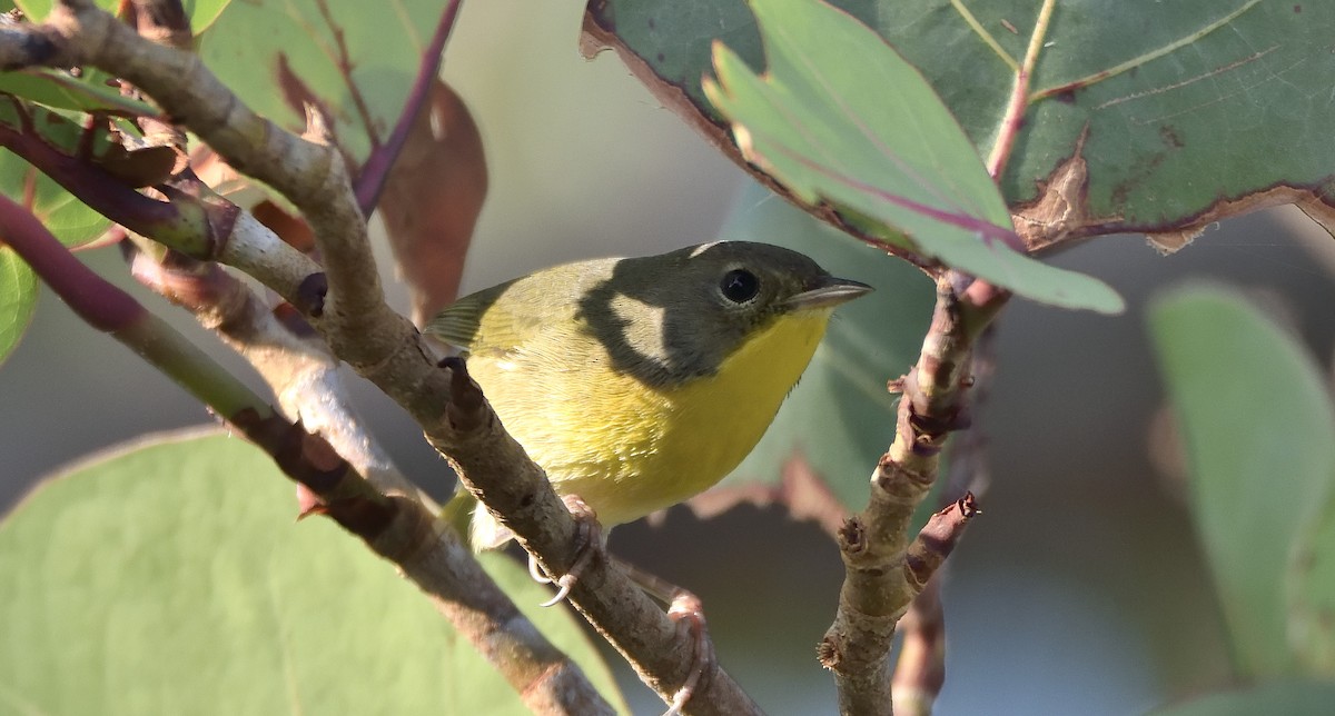 Common Yellowthroat - ML274363101