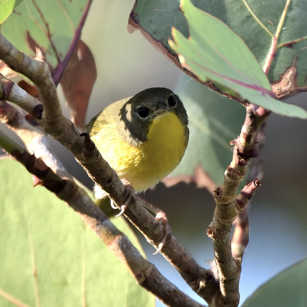 Common Yellowthroat - ML274363141