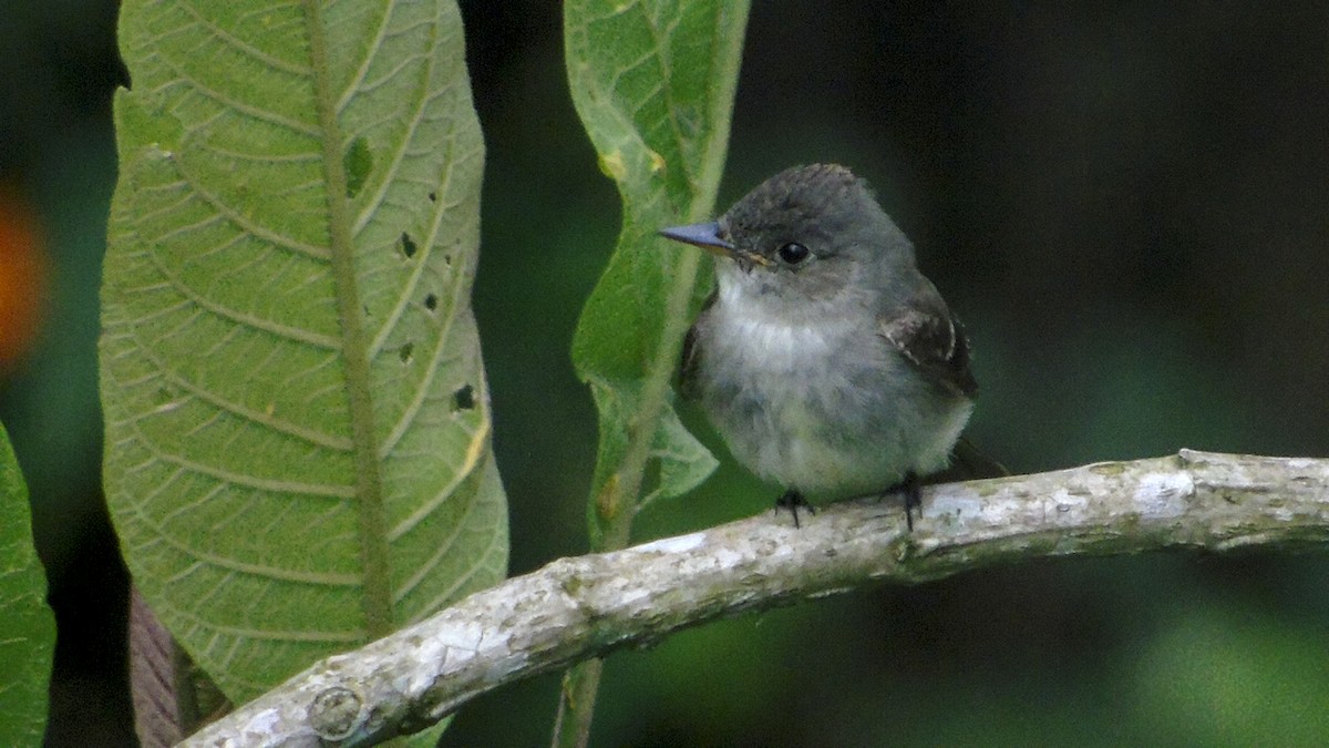 Eastern Wood-Pewee - ML274363541