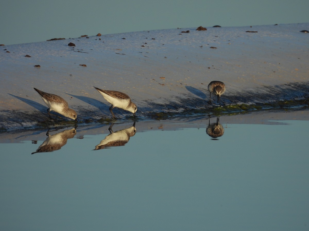 Western Sandpiper - John  Paalvast