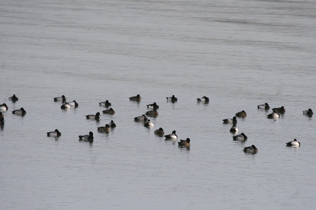 Lesser Scaup - ML274366101