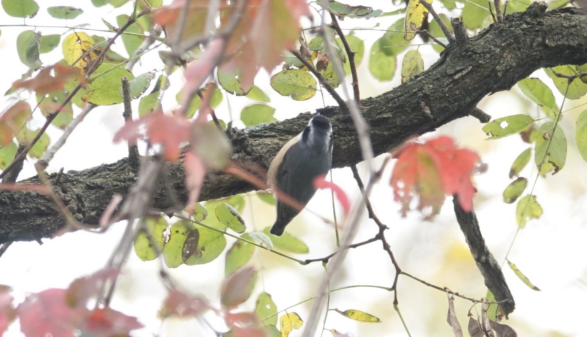 Red-breasted Nuthatch - ML274370521