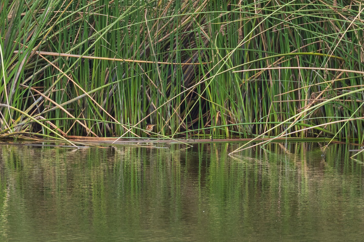 Least Bittern - ML274371221