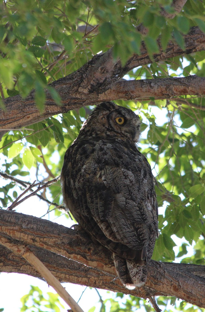 Great Horned Owl - ML274371501