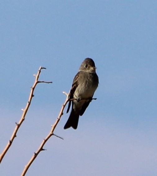 Western Wood-Pewee - ML274371571