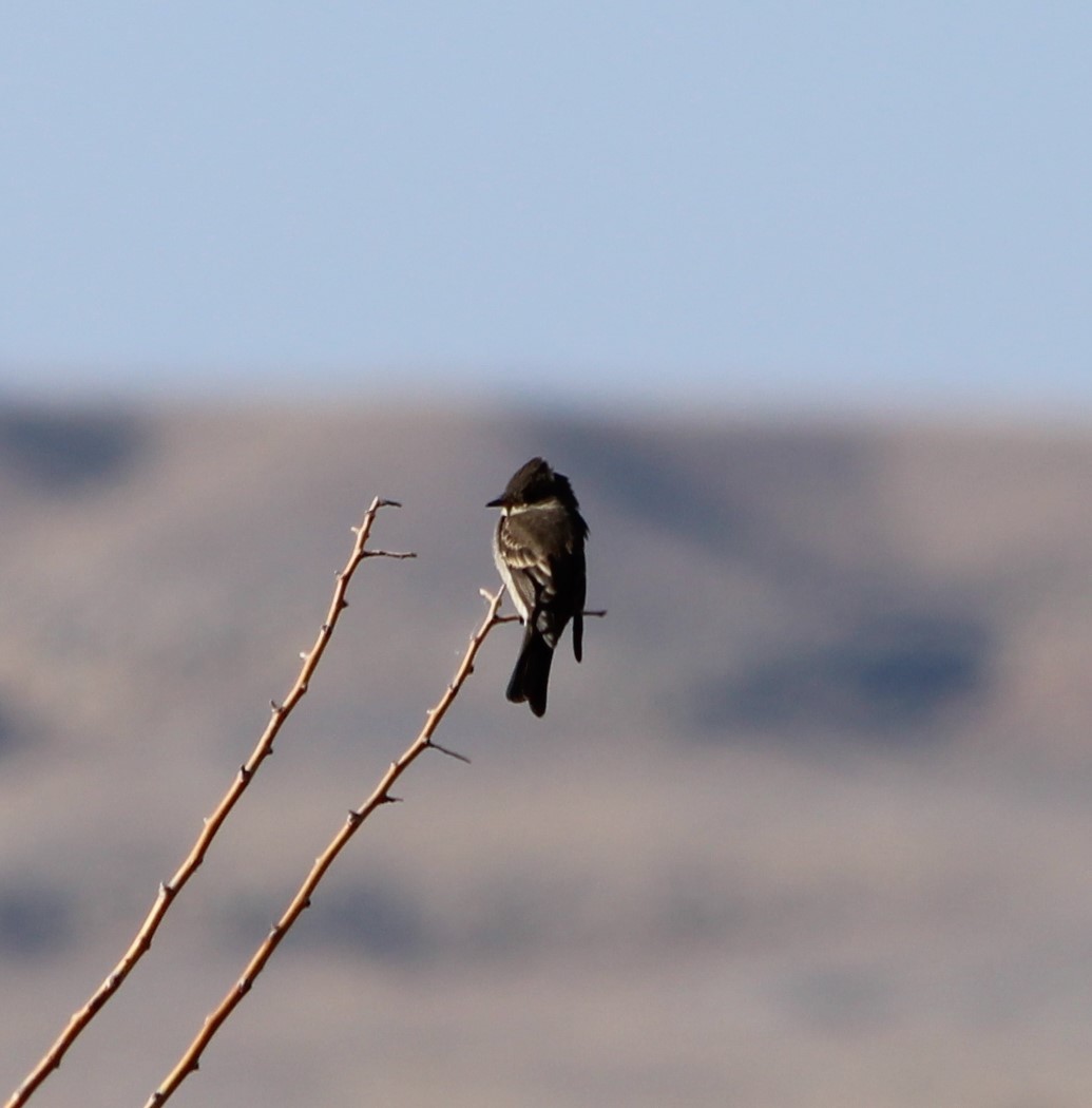 Western Wood-Pewee - ML274371581