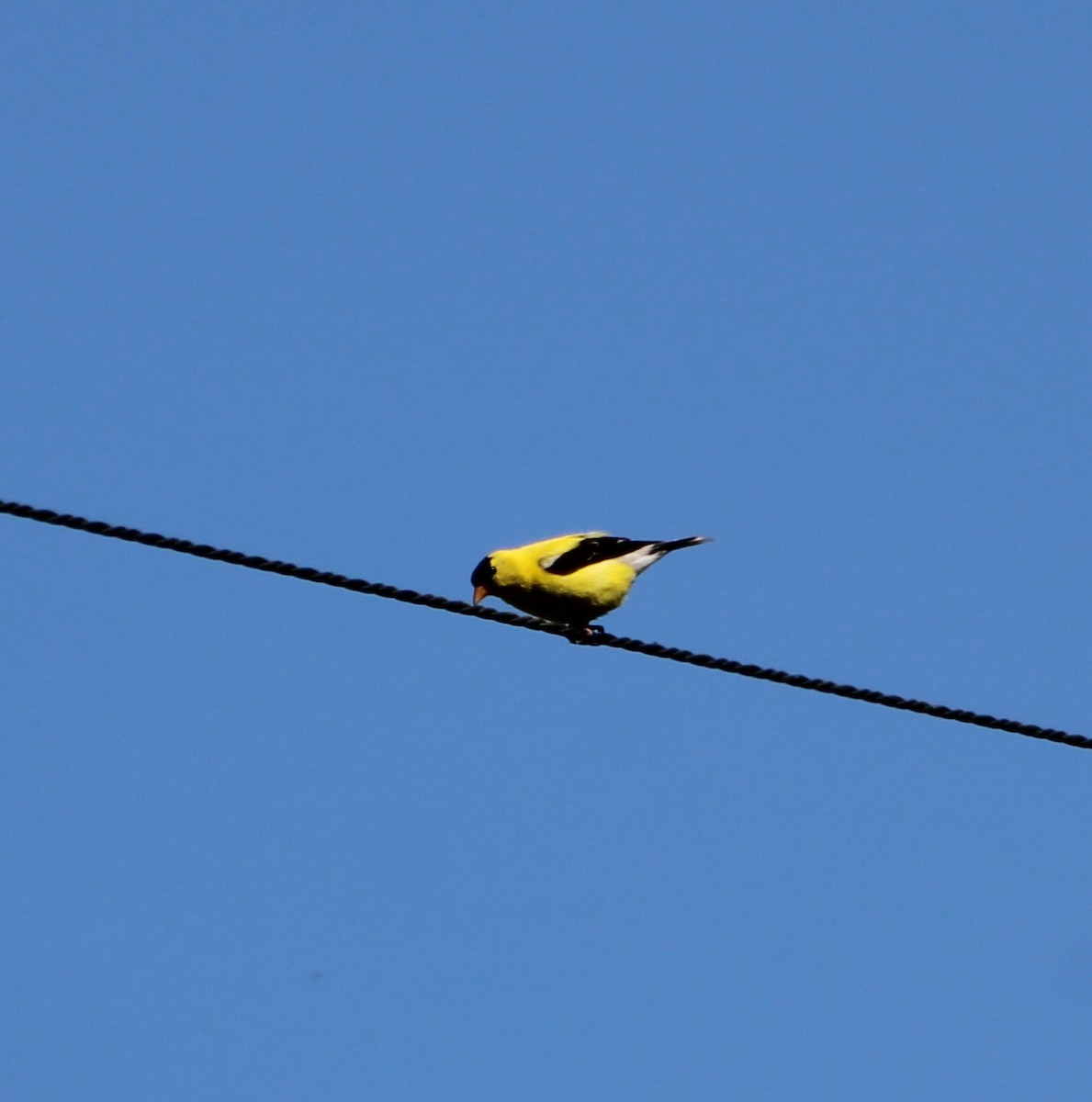 American Goldfinch - ML274371691