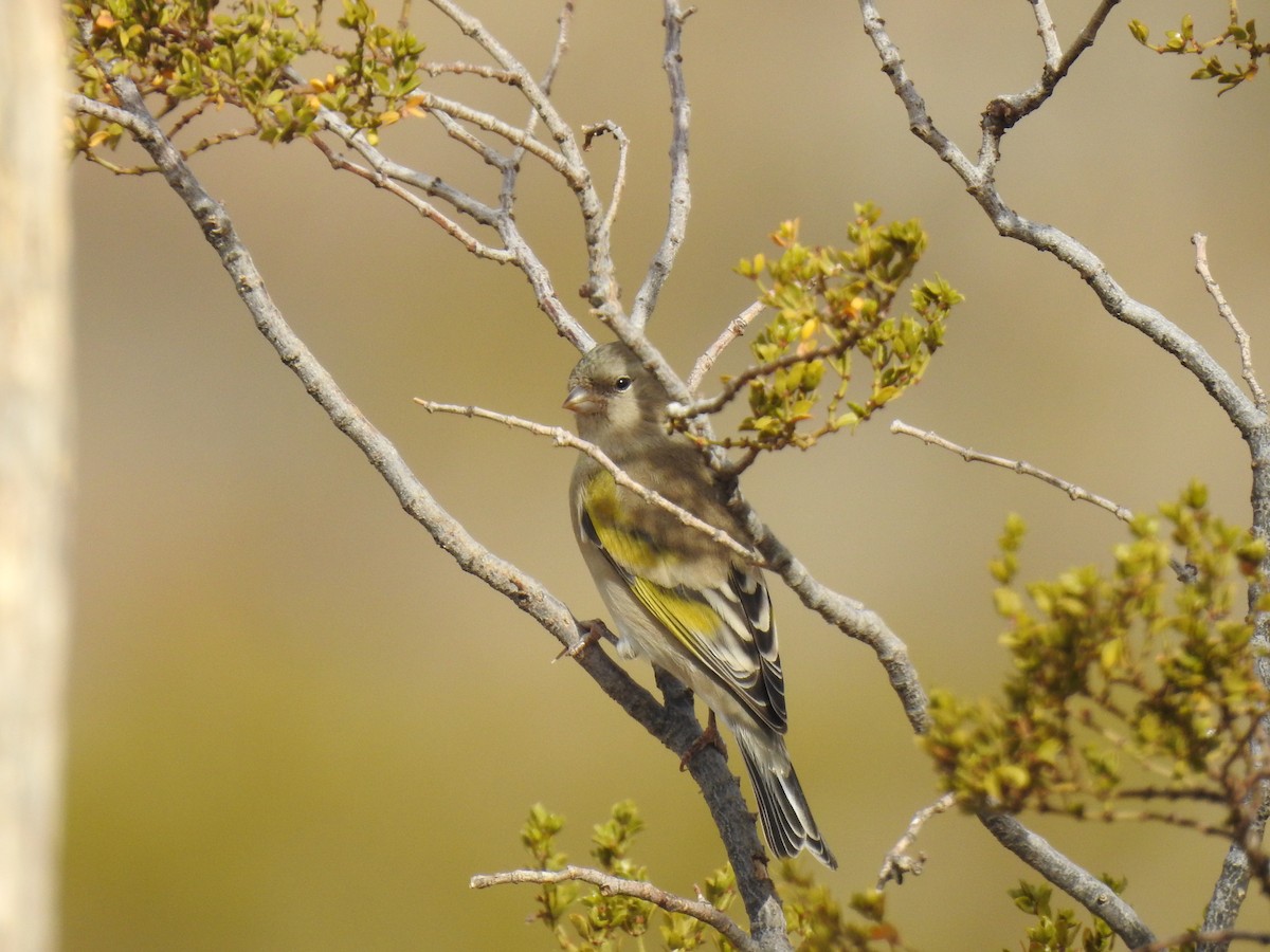 Lawrence's Goldfinch - ML274372871