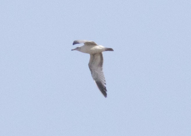 Ring-billed Gull - Mouser Williams