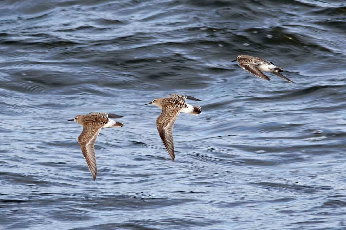 White-rumped Sandpiper - Patrice St-Pierre