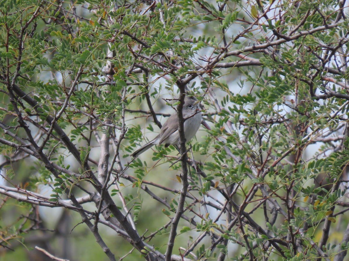 Blue-gray Gnatcatcher - ML274377481