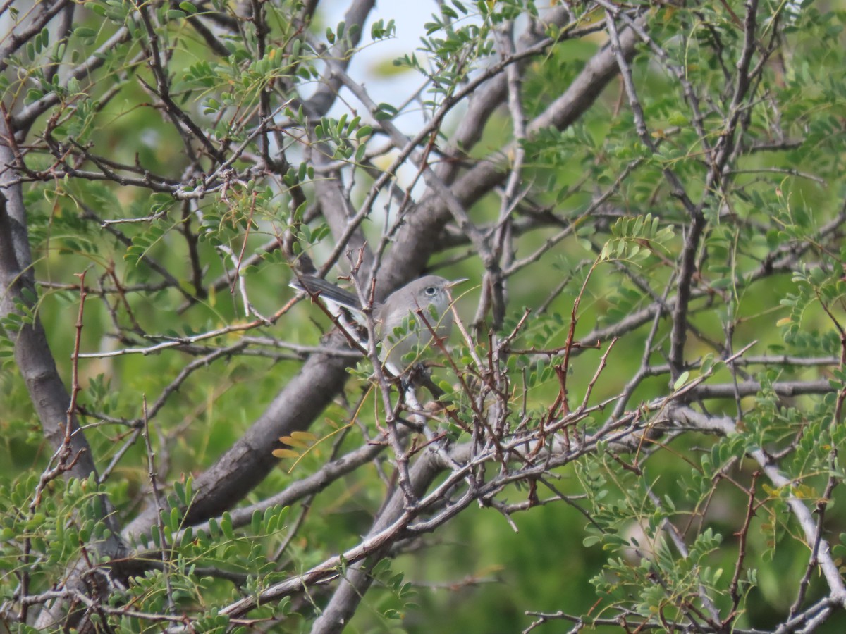 Blue-gray Gnatcatcher - ML274377591