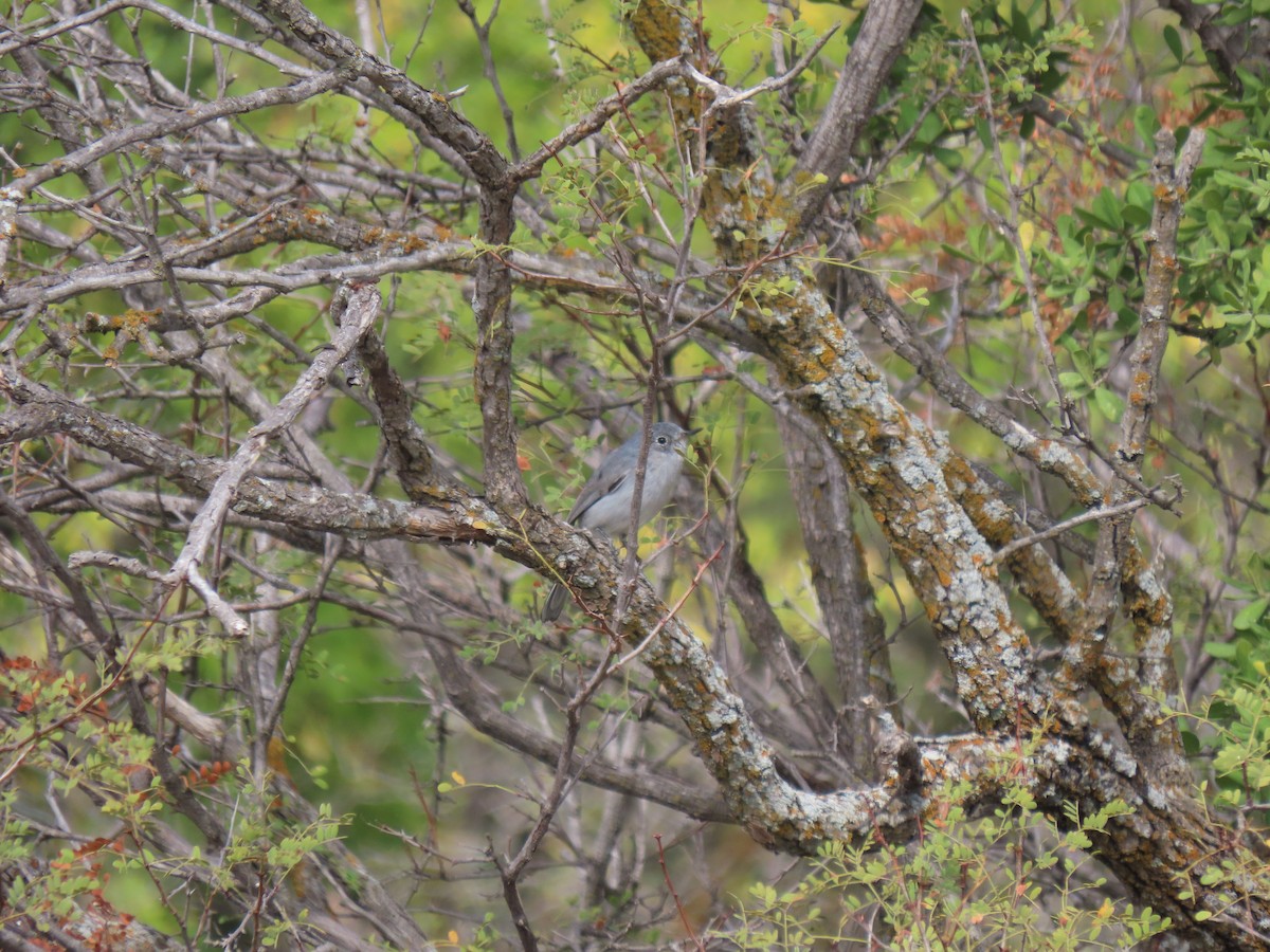 Blue-gray Gnatcatcher - ML274377621