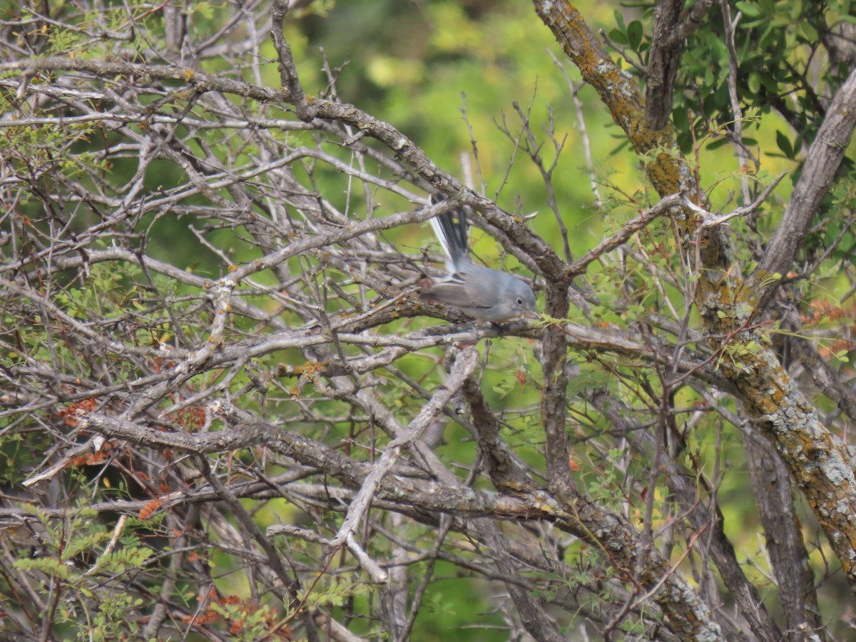 Blue-gray Gnatcatcher - ML274377631