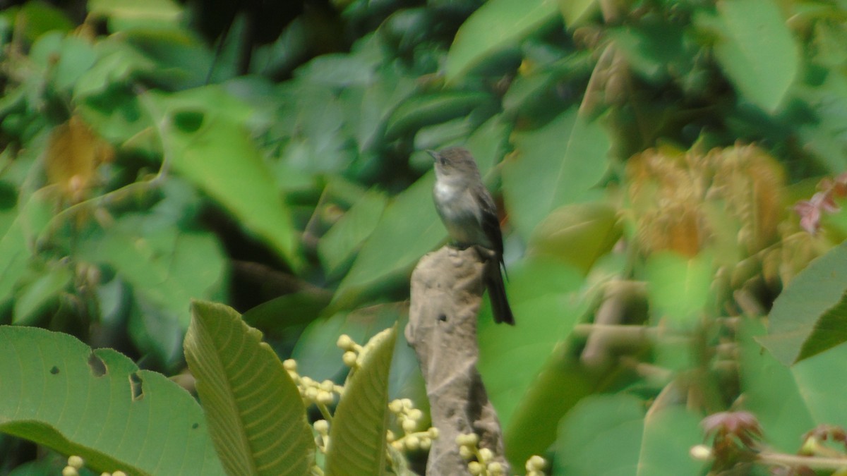 Northern Tropical Pewee - ML274378191