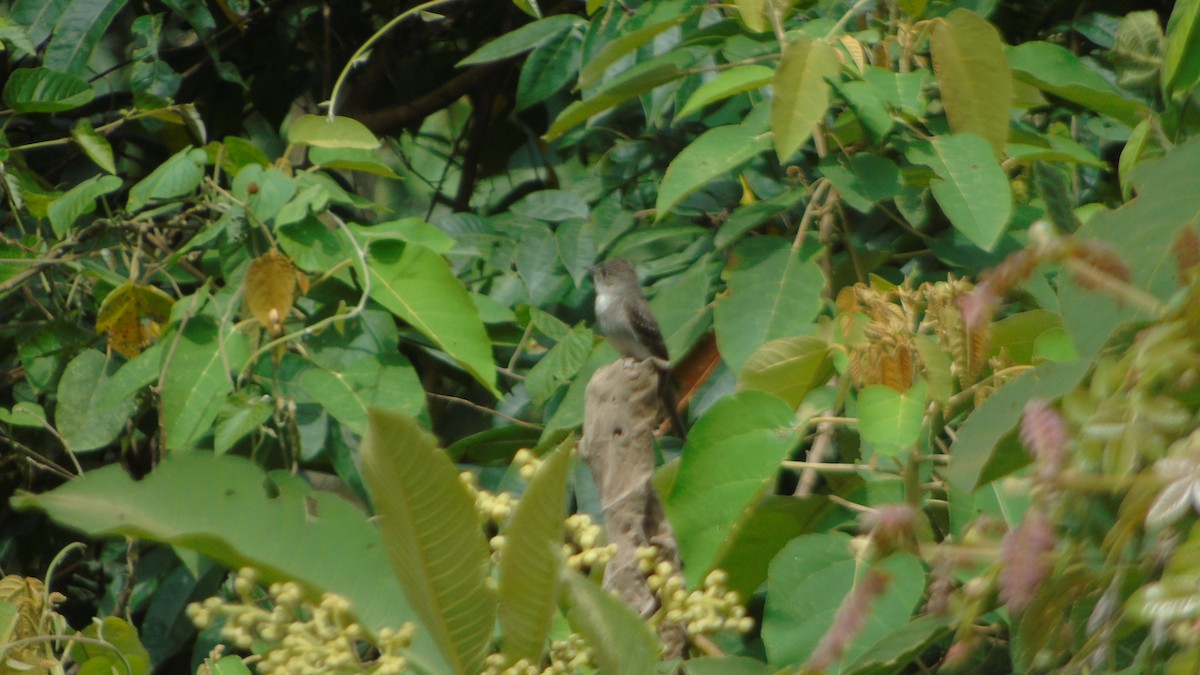 Northern Tropical Pewee - ML274378221