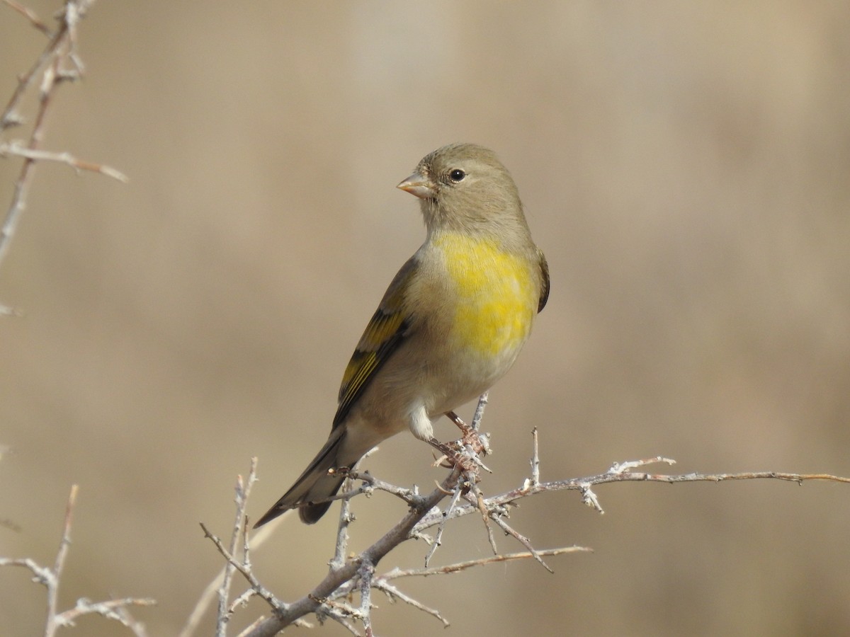 Lawrence's Goldfinch - ML274380451