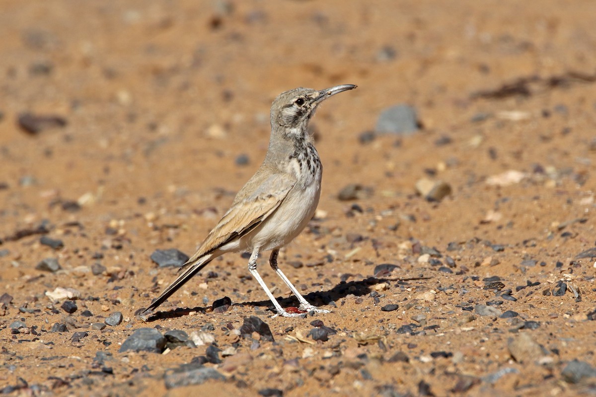 skřivan dudkovitý - ML274382081