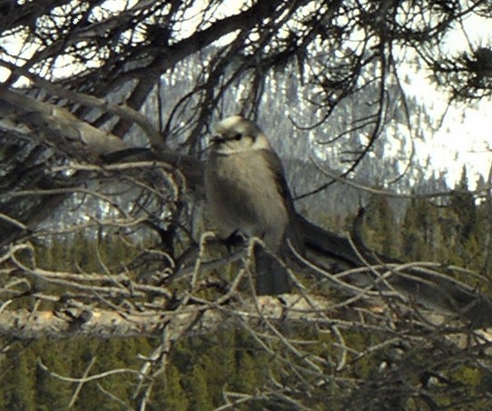 Mésangeai du Canada - ML274382091