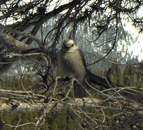 Canada Jay - ML274382121