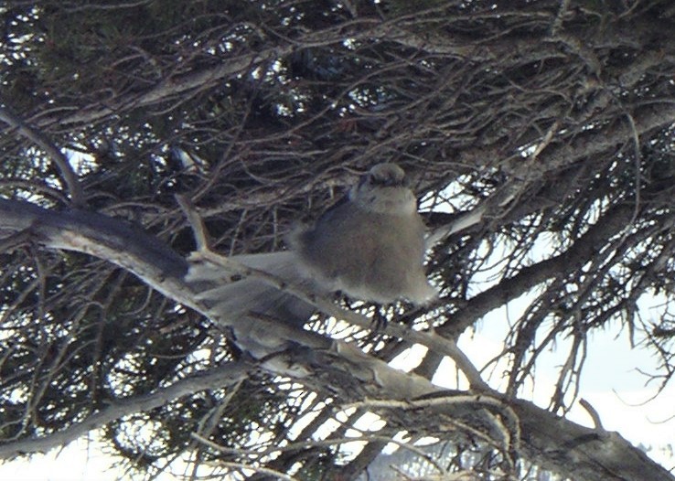 Canada Jay - Sue Riffe