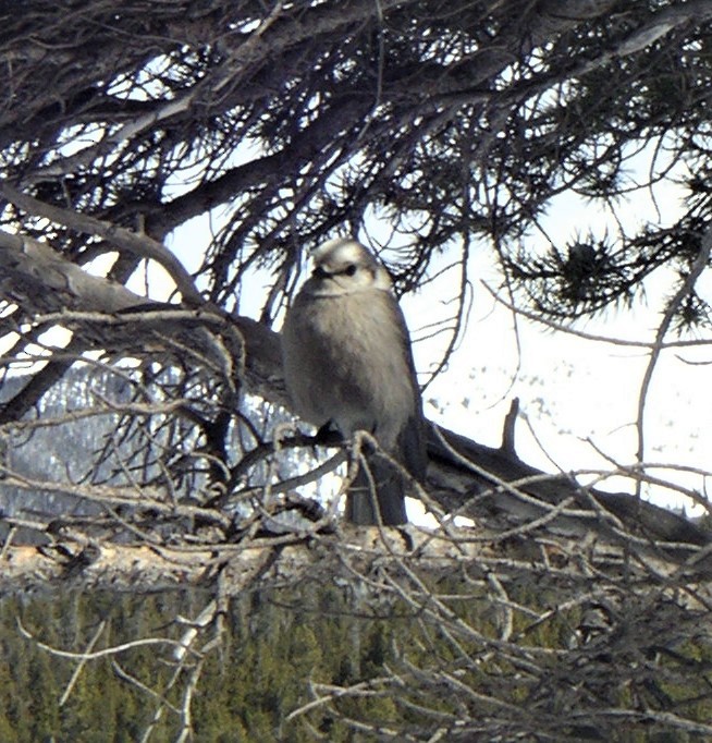 Canada Jay - ML274382161