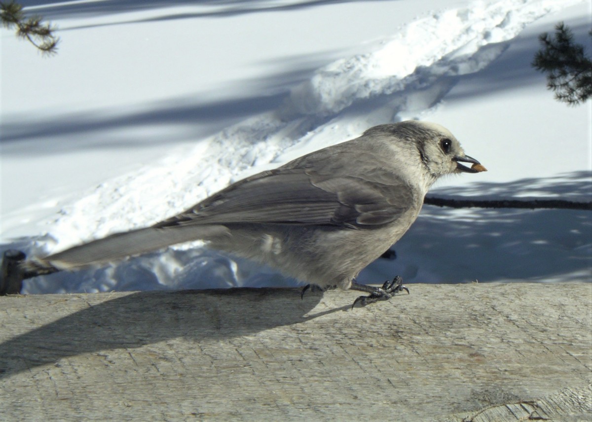 Canada Jay - ML274382171