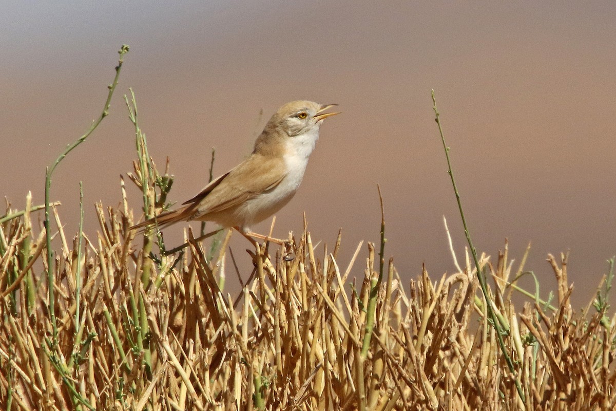 pěnice pouštní - ML274382331