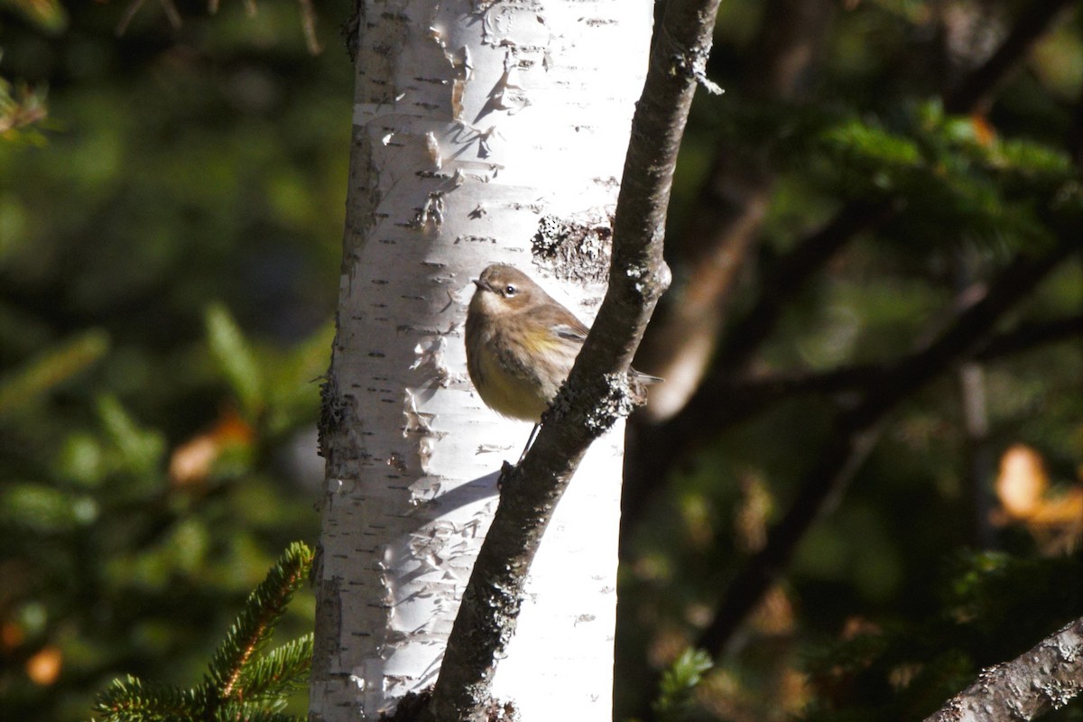 Yellow-rumped Warbler - ML274382461