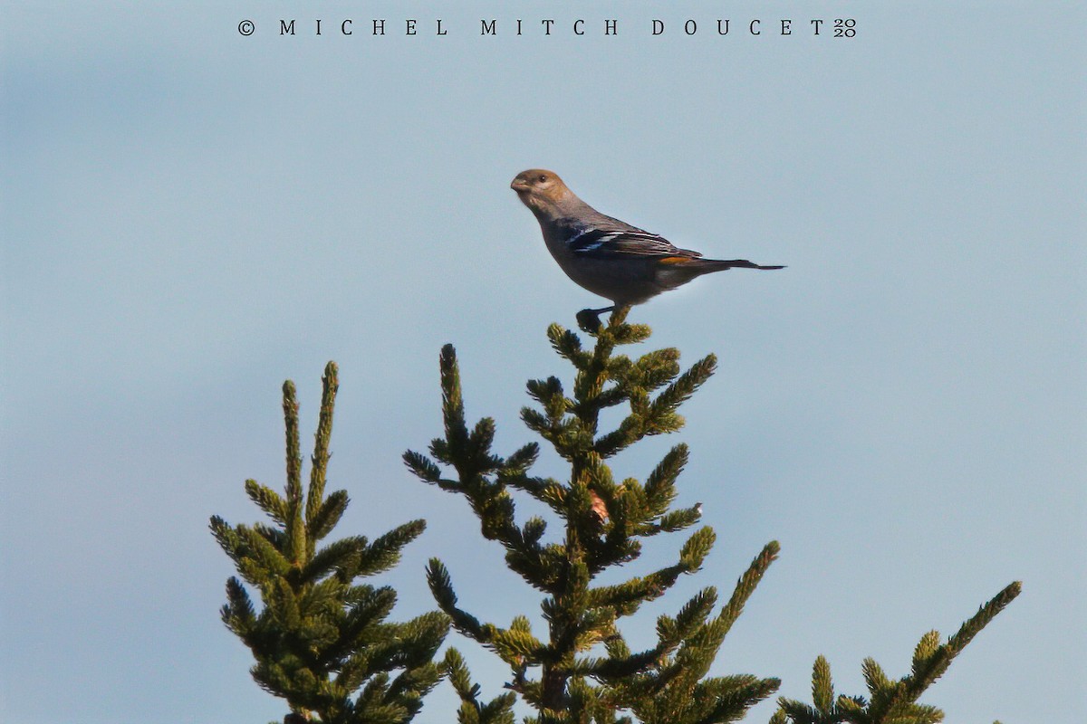 Pine Grosbeak - ML274382511