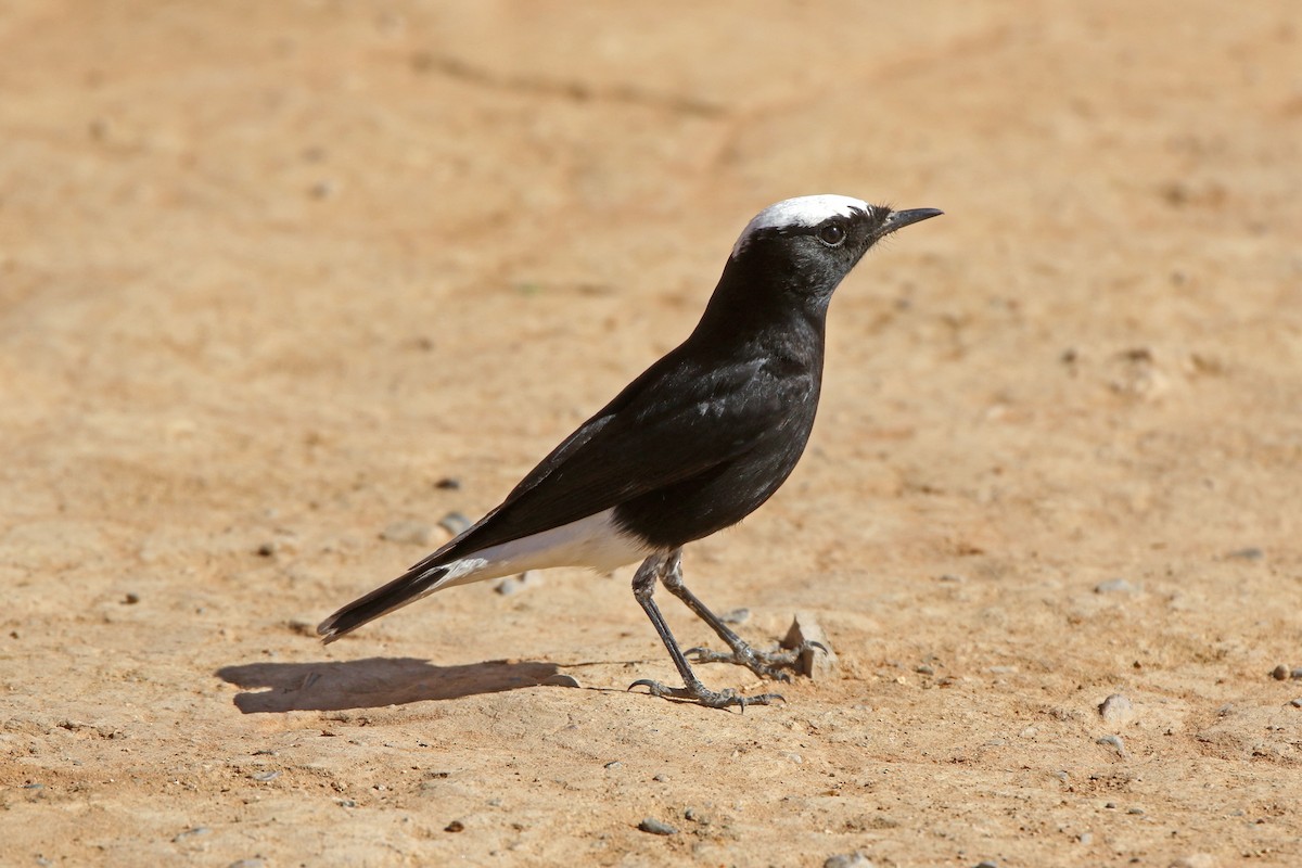 bělořit pustinný - ML274382521