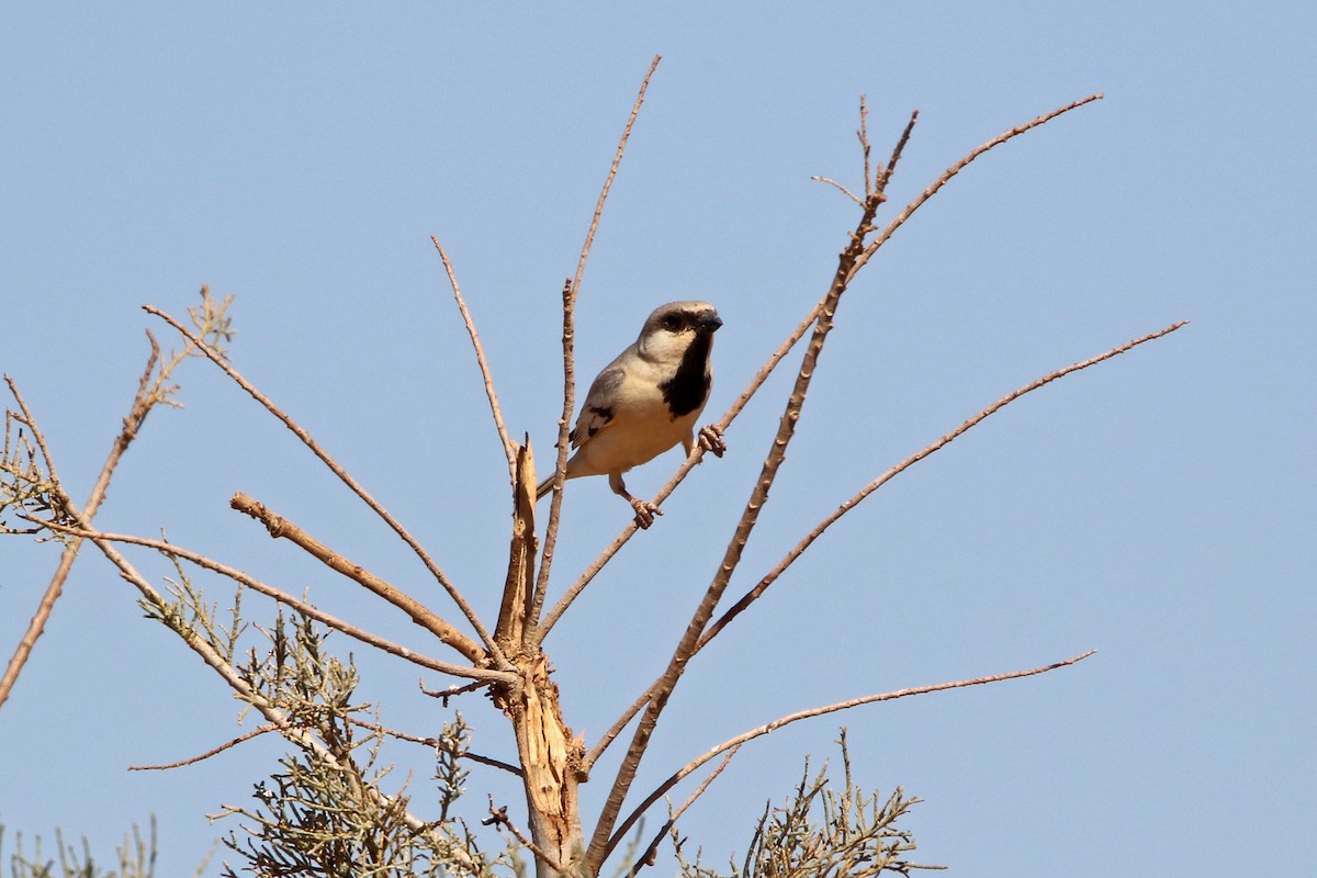 vrabec pouštní - ML274382661