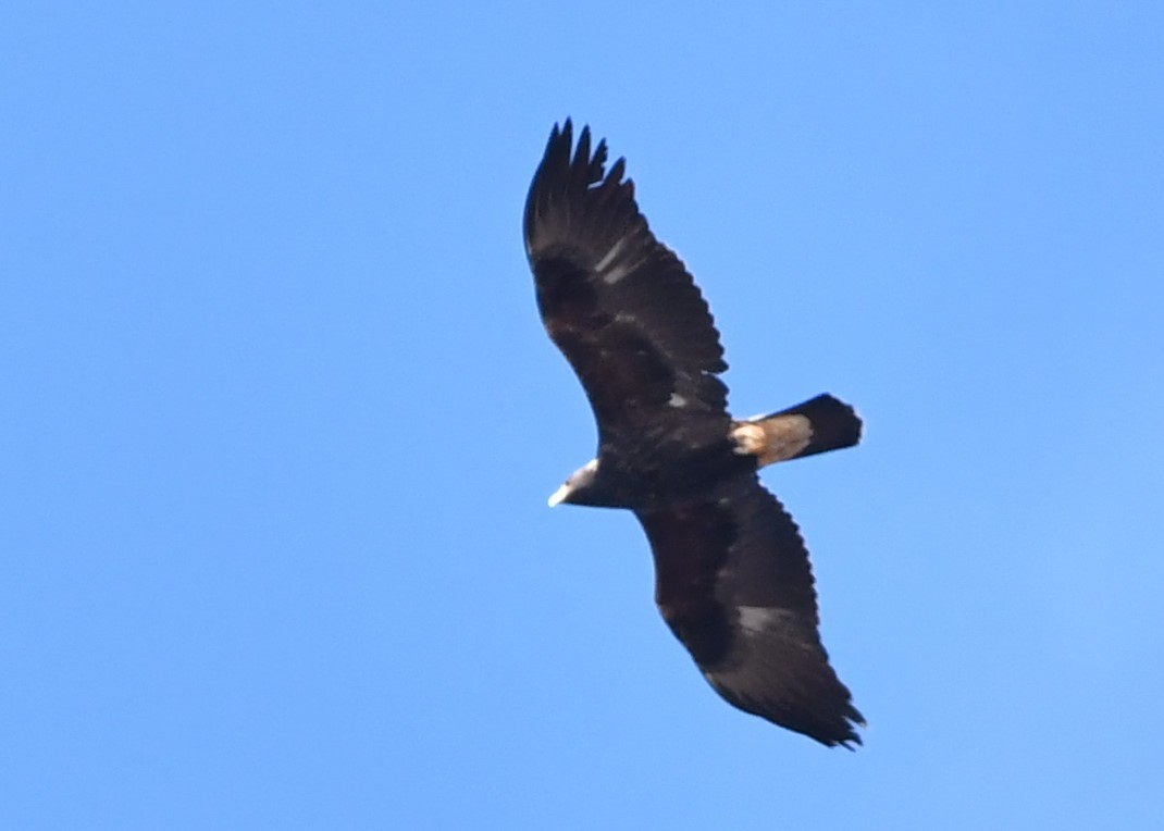 Golden Eagle - ML274383131