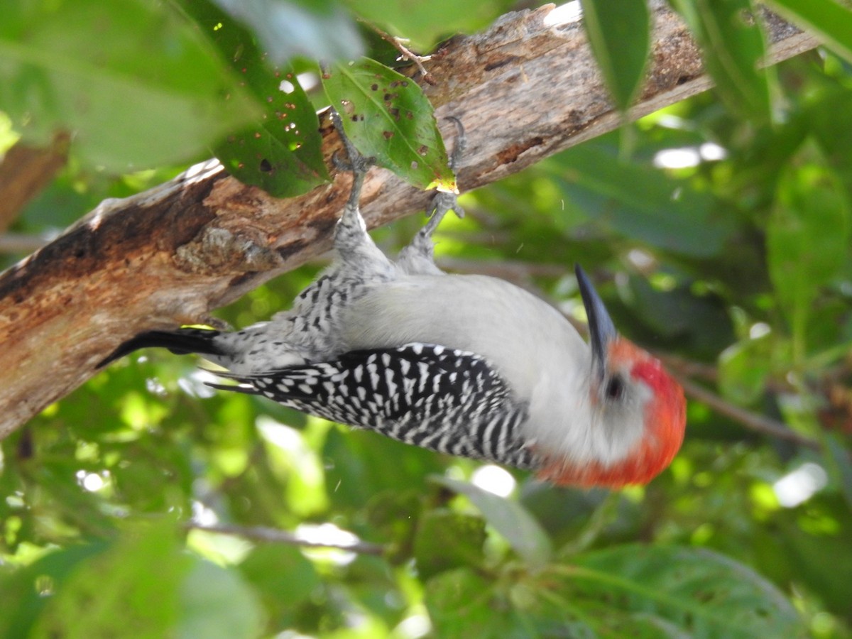 Red-bellied Woodpecker - inger hansen