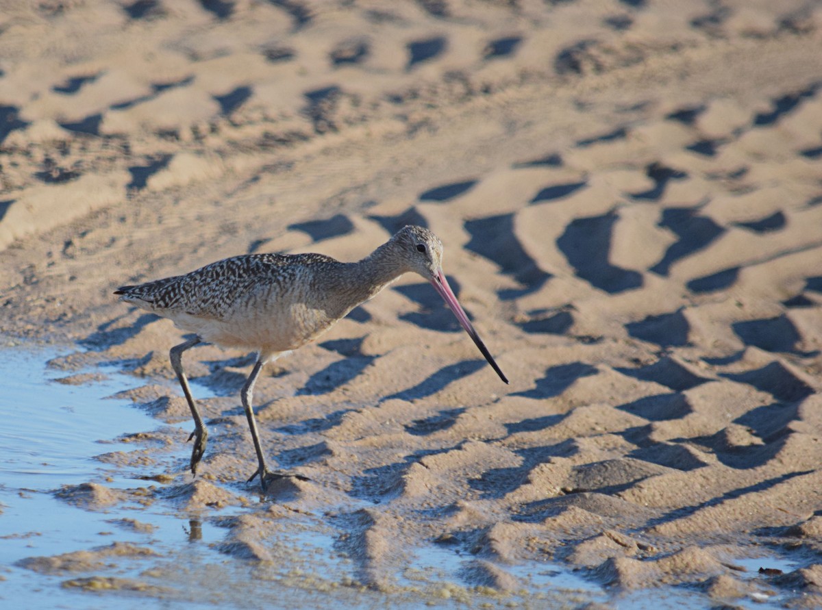 Marbled Godwit - ML274383431