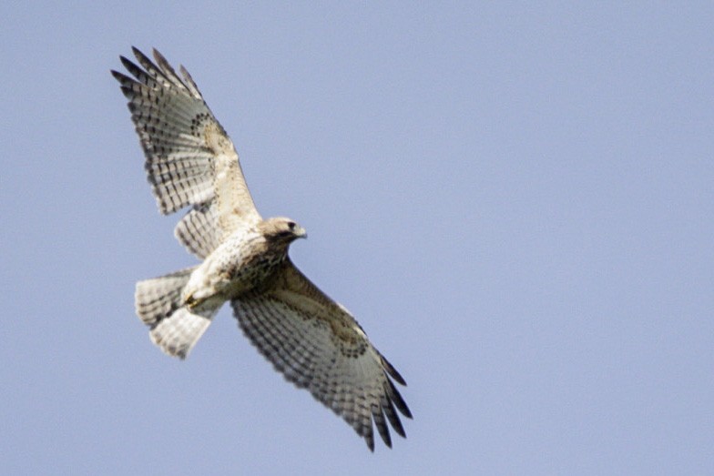 Red-shouldered Hawk - ML274384241