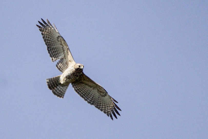 Red-shouldered Hawk - ML274384321