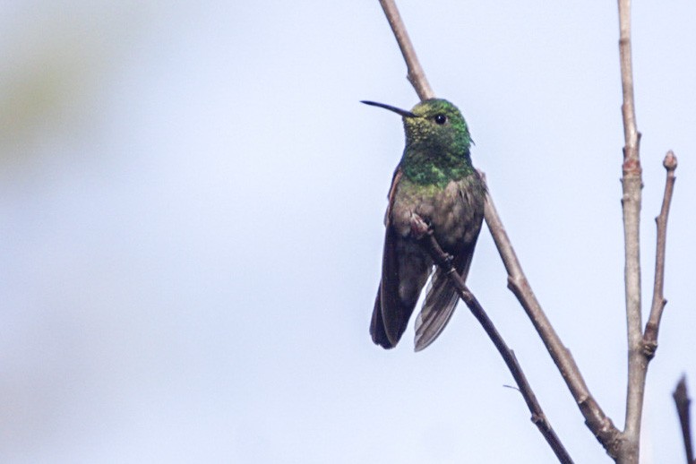 Berylline Hummingbird - ML274384471
