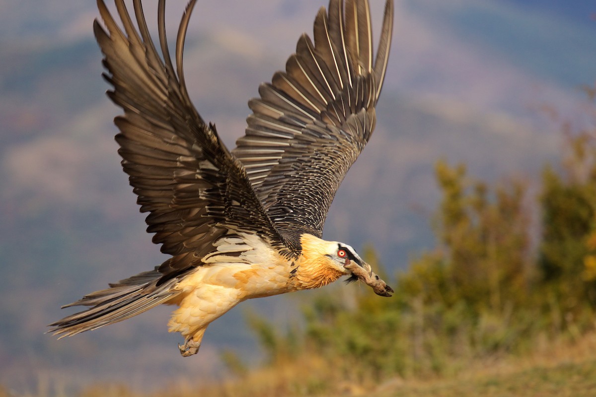 Bearded Vulture - Marc Gálvez