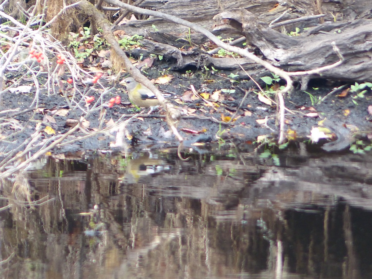 Evening Grosbeak - ML274387601