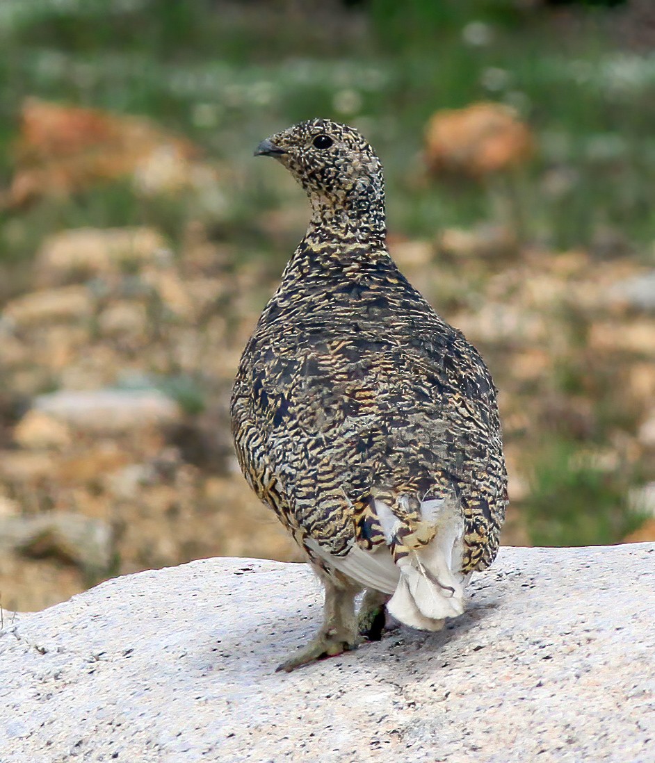 White-tailed Ptarmigan - ML274389011