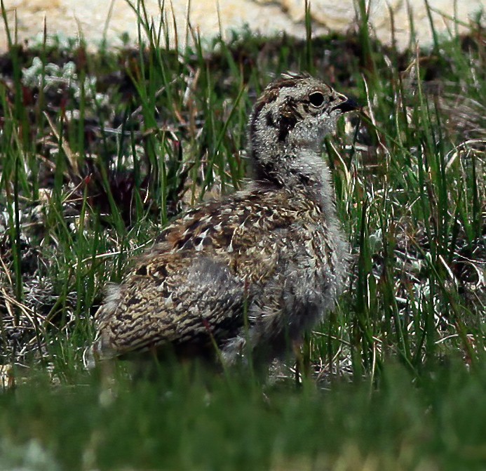 White-tailed Ptarmigan - ML274389021