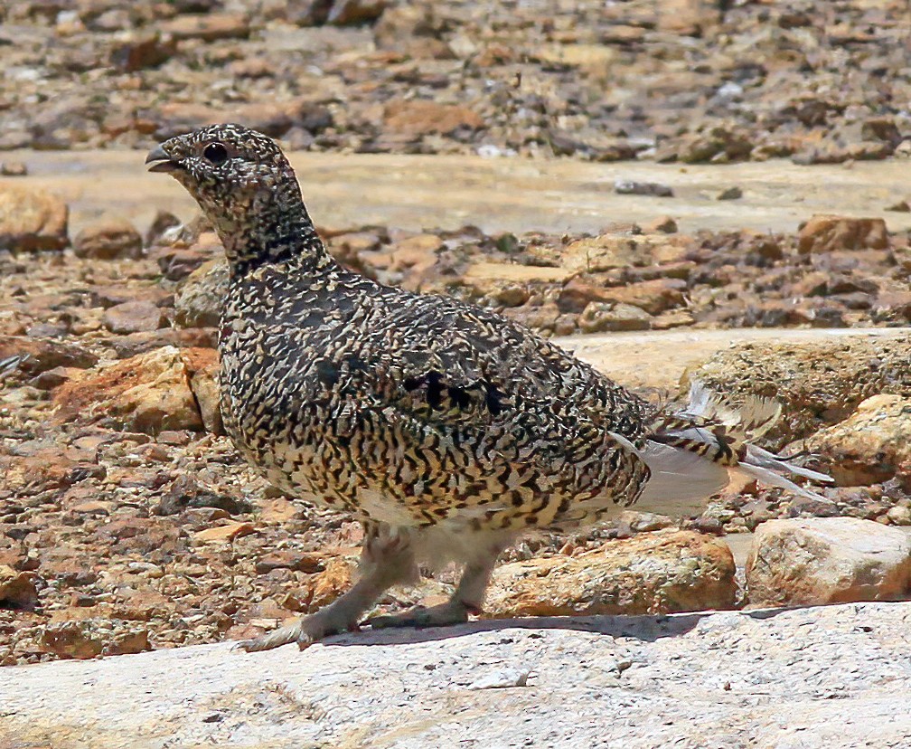 White-tailed Ptarmigan - ML274389041